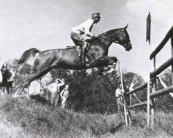 Pferd Master Rufus (Schwedisches Warmblut, 1937, von Garant)