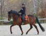 dressage horse Comediant (Trakehner, 2007, from Sambatänzer)