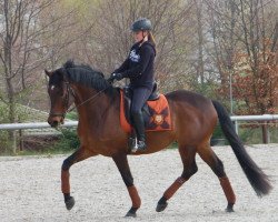 dressage horse Comediant (Trakehner, 2007, from Sambatänzer)