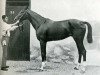 stallion Shebdiz xx (Thoroughbred, 1900, from Kosroes xx)