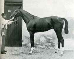 stallion Shebdiz xx (Thoroughbred, 1900, from Kosroes xx)