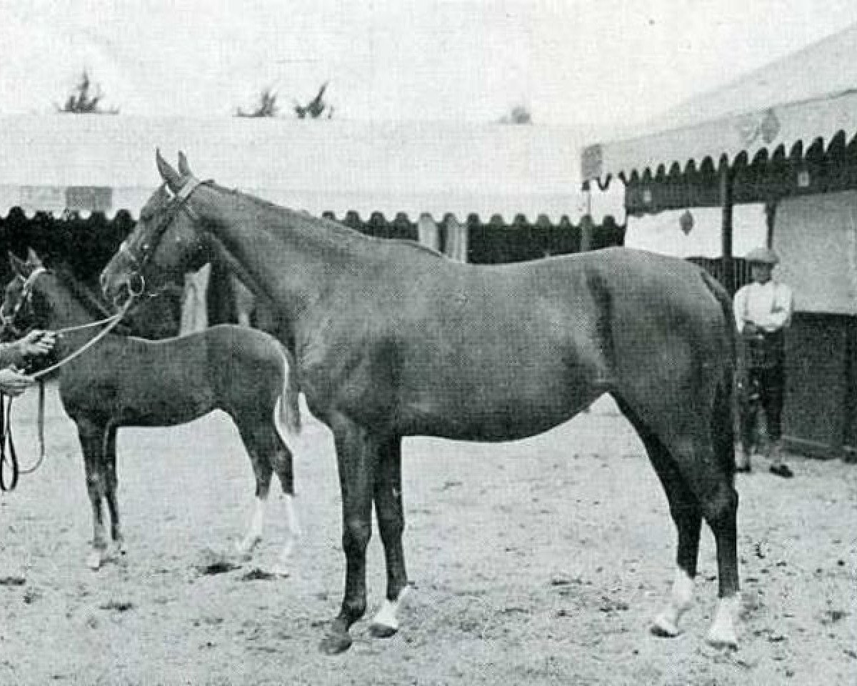 broodmare Nami Ben Nana AA (Anglo-Arabs, 1909, from Shebdiz xx)