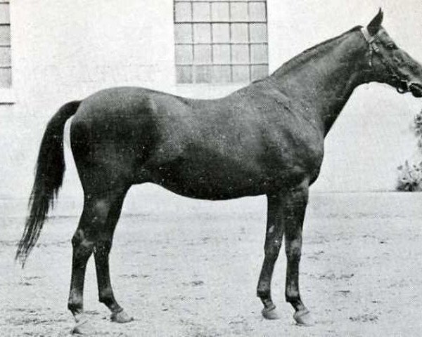 horse Phryxus xx (Thoroughbred, 1908, from Persimmon xx)