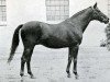 stallion Phryxus xx (Thoroughbred, 1908, from Persimmon xx)