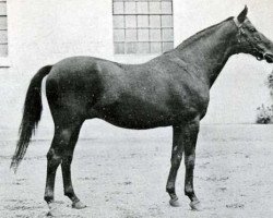 stallion Phryxus xx (Thoroughbred, 1908, from Persimmon xx)