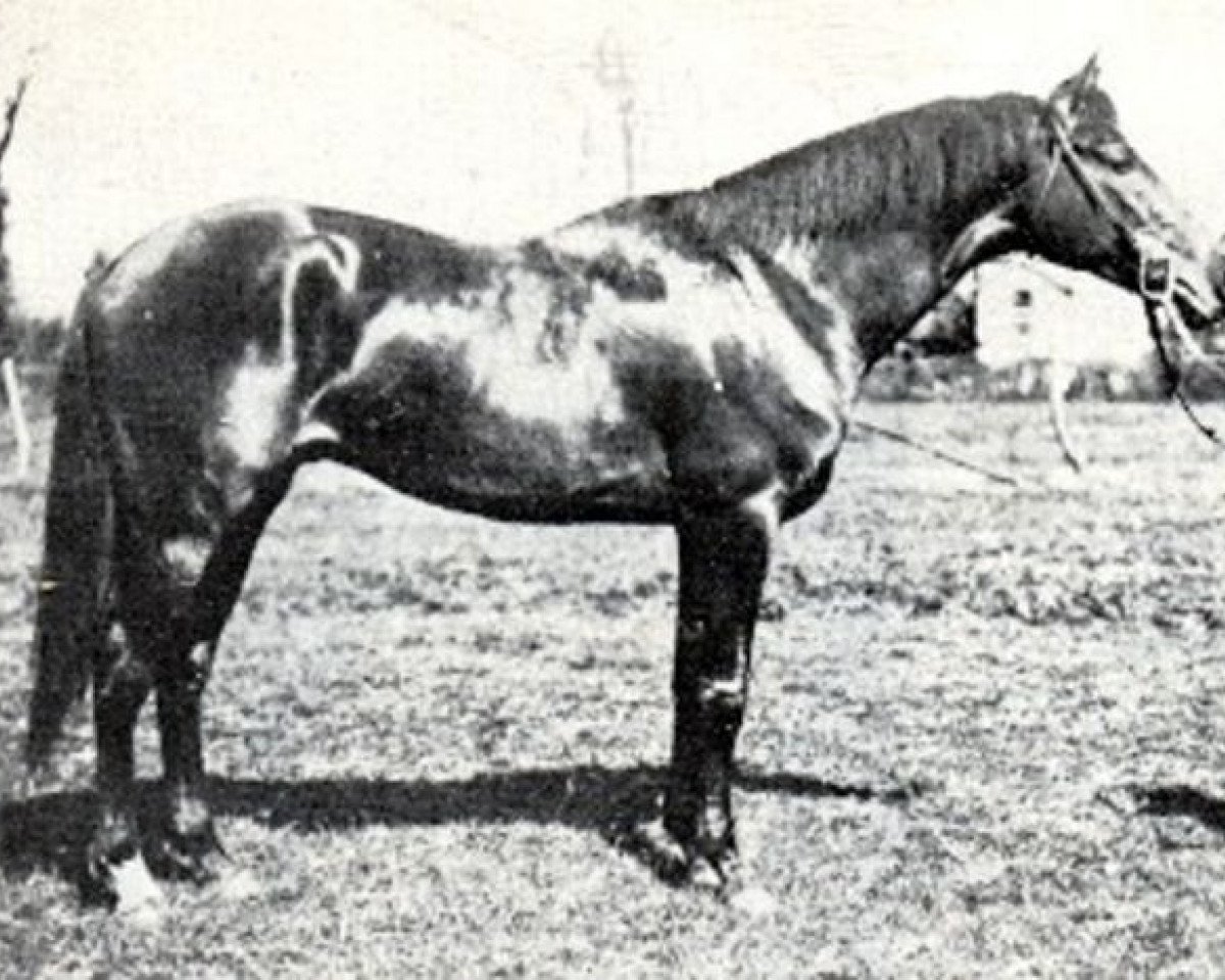 Deckhengst Danube Bleu x (Anglo-Araber, 1922, von Phryxus xx)