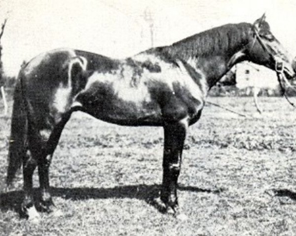 stallion Danube Bleu x (Anglo-Arabs, 1922, from Phryxus xx)