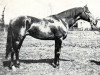 stallion Danube Bleu x (Anglo-Arabs, 1922, from Phryxus xx)