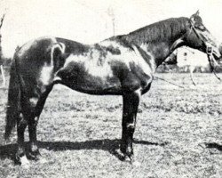 stallion Danube Bleu x (Anglo-Arabs, 1922, from Phryxus xx)