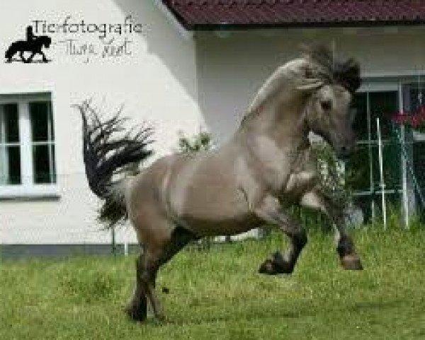 stallion Marlon (Fjord Horse, 2011, from Minor II (ex. Minor))