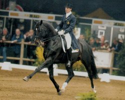 Deckhengst Saros van het Gestelhof (Belgisches Warmblut, 1995, von Ramiro Z)