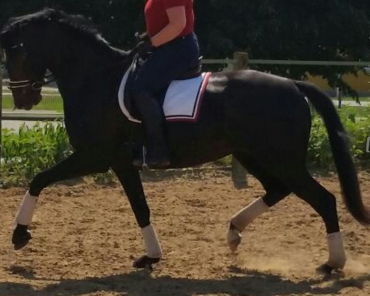 broodmare Calany Star (Holsteiner, 2010, from de Chirico)