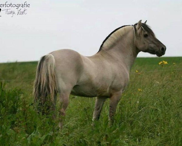 stallion Orkus (Fjord Horse, 1991, from Olger F 114)