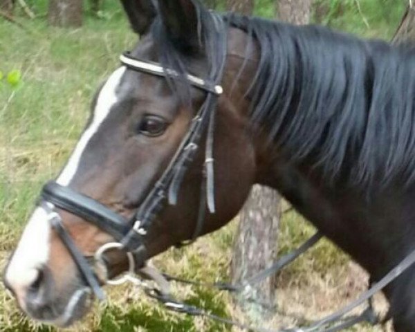 broodmare Ronja (Hanoverian, 1999, from Ravallo 115 FIN)