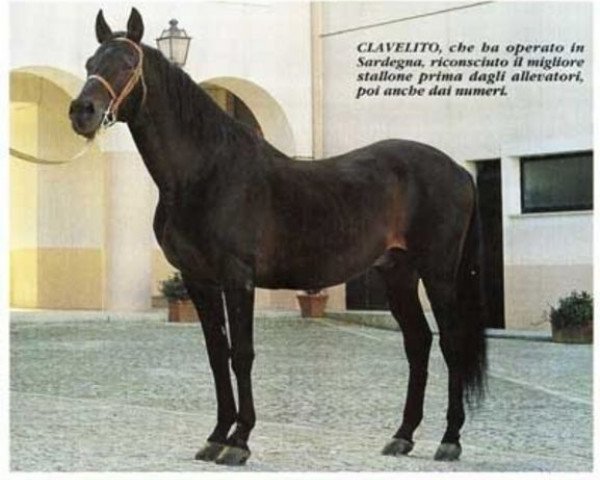 stallion Clavelito AA (Anglo-Arabs, 1968, from Fontenoi AA)