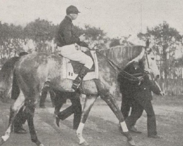 stallion Saint Saulge xx (Thoroughbred, 1899, from Le Sancy xx)