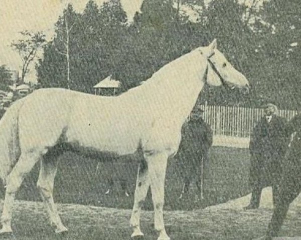 horse Shagya X-3 (Shagya Arabian, 1909, from Shagya X ShA)