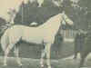 stallion Shagya X-3 (Shagya Arabian, 1909, from Shagya X ShA)