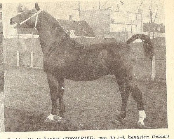 stallion Siegfried (Gelderland, 1953, from L'Invasion AN)