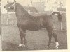 stallion Siegfried (Gelderland, 1953, from L'Invasion AN)