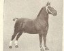 stallion Ugoldman (Alt-Oldenburger / Ostfriesen, 1932, from Goldmann 1626 OF)