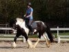 Dressurpferd Shanel de la Saudé (Tinker / Irish Cob / Gypsy Vanner, 2010)