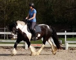 dressage horse Shanel de la Saudé (Tinker / Irish Cob / Gypsy Vanner, 2010)