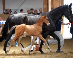 broodmare Grace Kelly (Bavarian, 2000, from Legendär I)