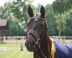 dressage horse Bella van Alfen (Westfale, 2007, from Belissimo NRW)