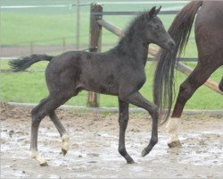 dressage horse Diedaisses (Oldenburg, 2015, from Finest)