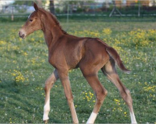 dressage horse Fleur Rouge (Hanoverian,  , from Fürst Nymphenburg)