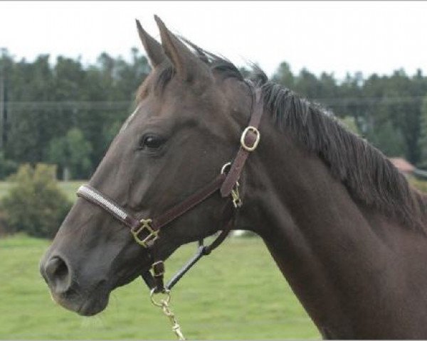 broodmare Donna Cara (Hanoverian, 2001, from Donnerhall)