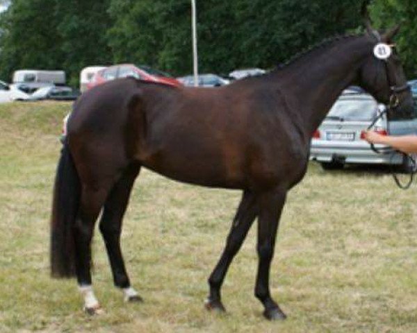 broodmare Happy-Day 2 (Hanoverian, 2005, from His Highness)