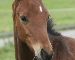 horse Hengst von San Amour (Oldenburg,  )