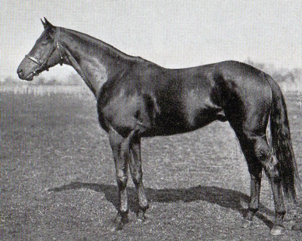 stallion Aurelius xx (Thoroughbred, 1923, from Pergolese xx)