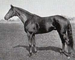 stallion Aurelius xx (Thoroughbred, 1923, from Pergolese xx)