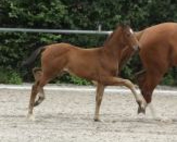 broodmare Waleria (Oldenburg, 2013, from San Amour I)