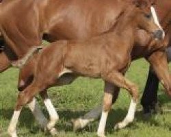 dressage horse Wenira (Oldenburg, 2012, from De Niro)