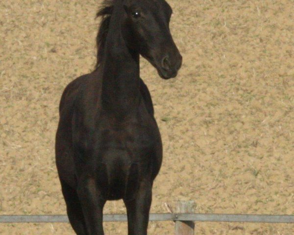 Dressurpferd Die oder Keine (Deutsches Sportpferd, 2017, von Fürst Wilhelm)