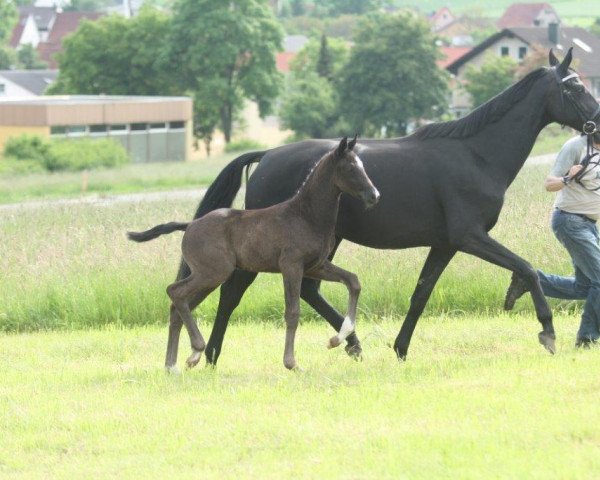 Dressurpferd Beaulieu (Deutsches Sportpferd, 2016, von Bon Coeur)