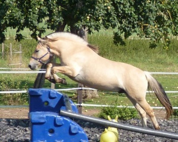 Pferd Kalle (Fjordpferd, 2008, von Koljar)