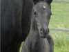 dressage horse Black Rubino (Oldenburg, 2011, from Belstaff)