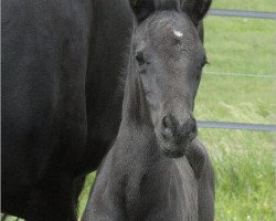 dressage horse Black Rubino (Oldenburg, 2011, from Belstaff)