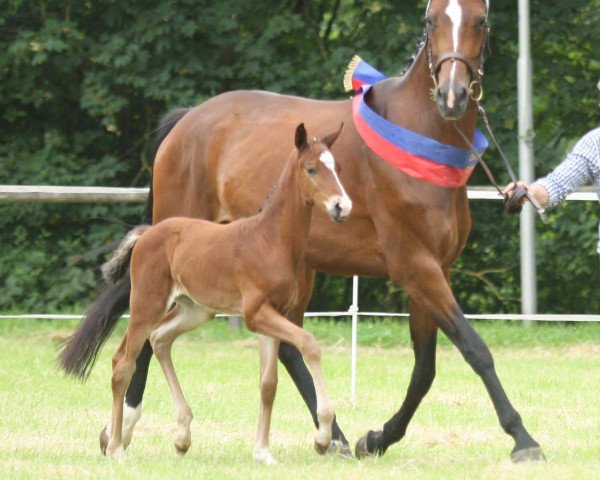 broodmare FELICITAS (Oldenburg, 2016, from Fürstenball)