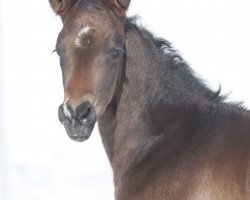 dressage horse Pramwaldhof's Bon Chance (German Sport Horse, 2016, from Bon Coeur)