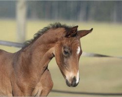 dressage horse Fiderhall 5 (German Sport Horse, 2014, from Fidertanz)