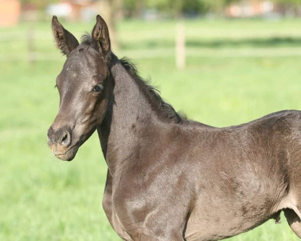 dressage horse Hepburn (Oldenburg, 2016, from San Amour I)