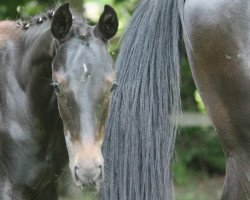 dressage horse Fleur de Février (Oldenburg, 2017, from For Romance II)