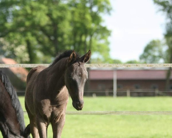 dressage horse Hermine (Oldenburg, 2016, from San Amour I)