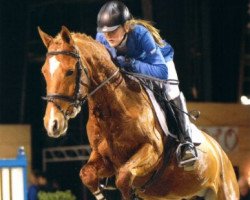 stallion Orchid's Lambada (New Forest Pony, 2008, from Kanshebber)